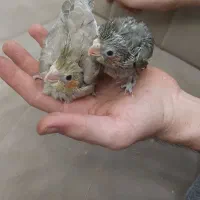 عروس هلندی|پرنده|سهند, |دیوار