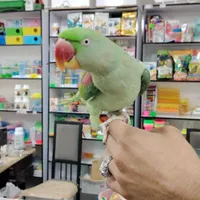 انواع پرنده طوطی، گرینچیک، قناری، مرغ عشق، فنچ|پرنده|بیرجند, |دیوار