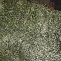 یونجه مرغوب پرس اماده ۴۰ عدد