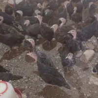 جوجه بوقلمون|حیوانات مزرعه|شیراز, لاله|دیوار