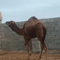 هاشی شتر|حیوانات مزرعه|یزد, |دیوار