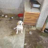 سگ شکاری|سگ|صومعه‌سرا, |دیوار