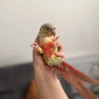 گرینچیک آناناسی دبل رد دستی|پرنده|قم, هنرستان|دیوار