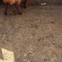 بره پاییزه ۳۶ کیلو فروش فوری