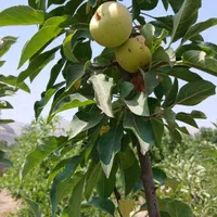 فروش باغ ثمری سیوند|فروش زمین و ملک کلنگی|مرودشت, مسجد رسول‎|دیوار