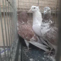 سه عدد کبوتر یکجا|پرنده|تهران, پرستار|دیوار
