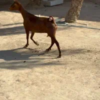 حیوون|حیوانات مزرعه|راور, |دیوار