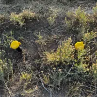 زمین برای کشاورزی احداث باغ،گلخانه،روستای کناوند|فروش دفتر صنعتی، کشاورزی، تجاری|زنجان, |دیوار