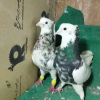 رنگع عاص عتیقه