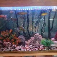 ماهی اکواریوم