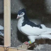 چند عدد کفتر رنگ همه نر فقط ساده سبز کاکلی ماده|پرنده|تربت‌حیدریه, فردوسی جنوبی|دیوار