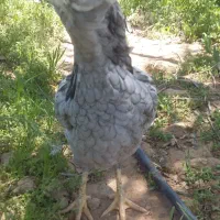 تخم مرغ نطفه دار گلین ریش چهلتاج منگوای طوسی ودودی|حیوانات مزرعه|زنجان, |دیوار