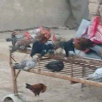 شادگان