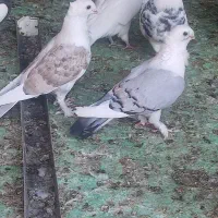 کبوتر ساتن سینه فر