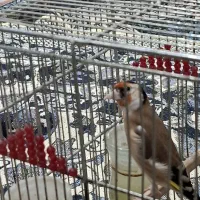 سهره نر|پرنده|شیراز, گلشن|دیوار