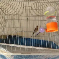 پرنده|پرنده|فیروزآباد (فارس), |دیوار