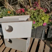 لانه عروس هلندی بزرگ و طوطی سانان