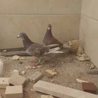 کبوتر غوره ای