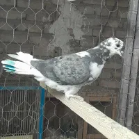 کبوتر فردشی