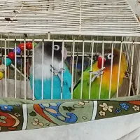 یک جفت کوتوله|پرنده|مشهد, طبرسی شمالی|دیوار