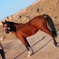 اسب خالص