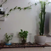 گل وگیاه