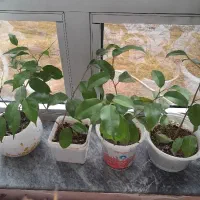 گل وگیاه طبیعی