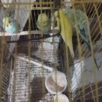 مرغ عشق رینبو سرحال