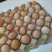 تخم مرغ محلی نطفه دار