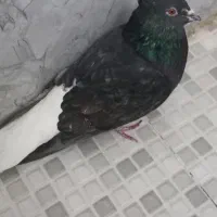 کبوتر دم سفید|پرنده|کرمانشاه, |دیوار