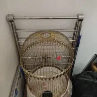 قفس