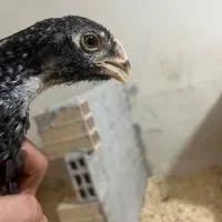 جوجه لاری هندی