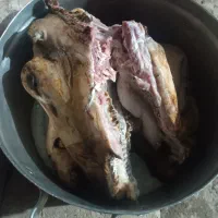 کله پاچه|لوازم جانبی حیوانات|مسجد سلیمان, |دیوار