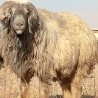 شیشک قوچ.شیشک میش|حیوانات مزرعه|مرودشت, رودبال|دیوار