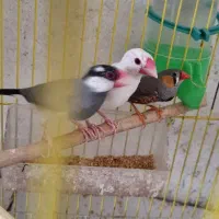 دو جفت فنچ نرگسی فروش فوری