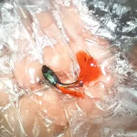فروش ویژه عمده ماهی گوپی نژاد بیگ ایر چمپیون|ماهی|تهران, ایران|دیوار
