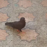 کبوتر|پرنده|بندرعباس, |دیوار