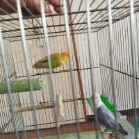 طوطی برزیلی نروماده مولد با پنج عدد تخم|پرنده|سنندج, |دیوار