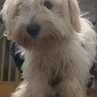 سگ پاکوتاه شیتزو ماده۶ماهه