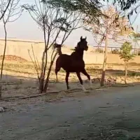 نریان عرب سه ونیم ساله