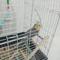 عروس همراه با قفس و تمام لوازم با دو کیلو هفت تخم