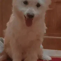 سلام گمشده محدوده اکرم آباد|حیوانات|یزد, |دیوار