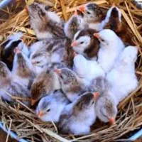 جوجه مرغ شاخدار