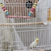 عروس هلندی