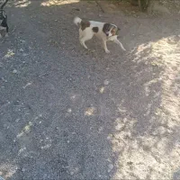 سگ اشپیتز روباهی