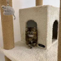 گربه بریتیش لانگ|گربه|تهران, نیاوران|دیوار