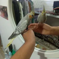 عروس هلندی|پرنده|مشهد, نوید|دیوار