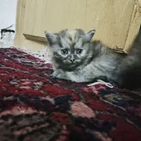 (گربه پرشین واگذاری)