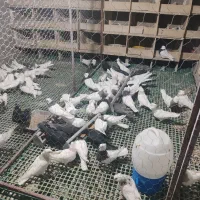 تعدادی کبوتر طوقی درجه یک|پرنده|یاسوج, |دیوار