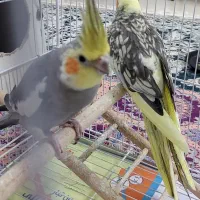 عروس هلندی بالغ